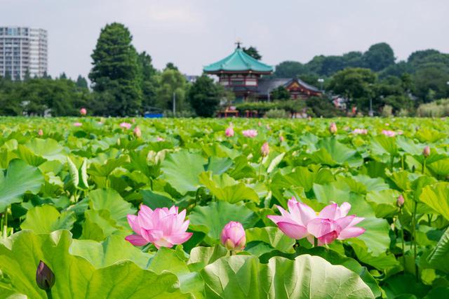 画像: 「上野恩賜公園」の不忍池でのんびり憩う
