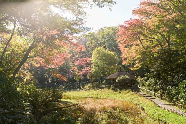 画像2: 昭憲皇太后のために造られた菖蒲田