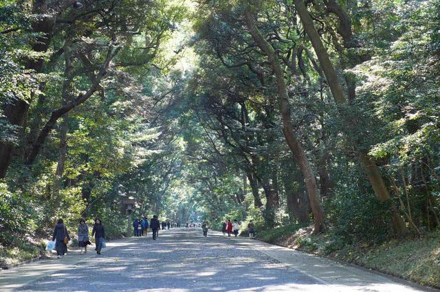 画像: 人の手によって造られた「鎮守の杜(もり)」