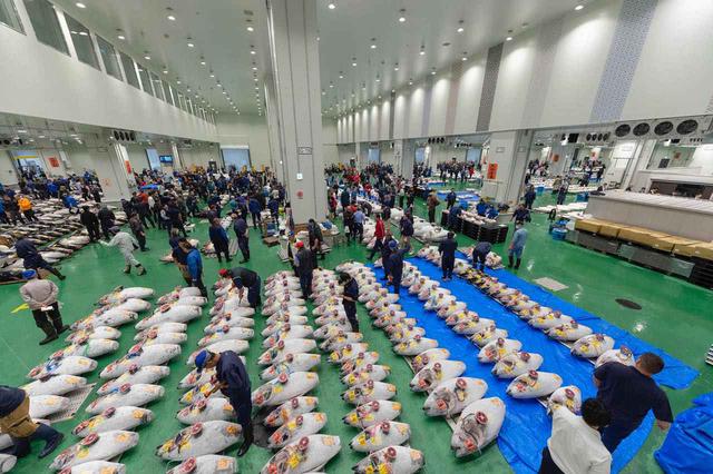 画像: B-12「豊洲市場」は鮮度抜群の海産物が行き交う