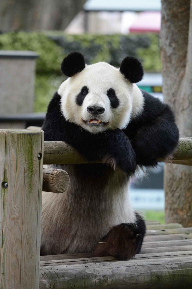 画像: 提供:東京動物園協会