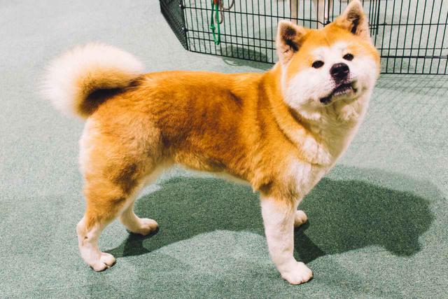 画像1: 「ほっ」とする 秋田のお土産「秋田犬の里」
