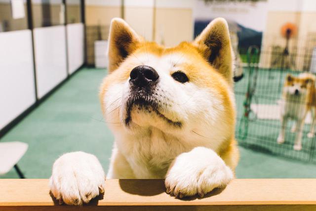 画像2: 「ほっ」とする 秋田のお土産「秋田犬の里」