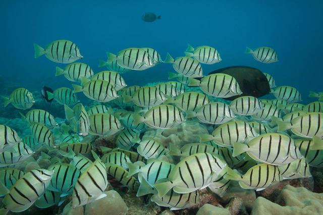 画像: さまざまな魚や海の生き物を間近に観賞できます (c) Shutterstock.com