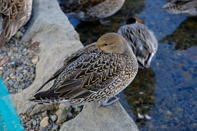 画像: 鴨はマガモやカルガモ、キンクロハジロなど十数種類が飛来すると言われています。