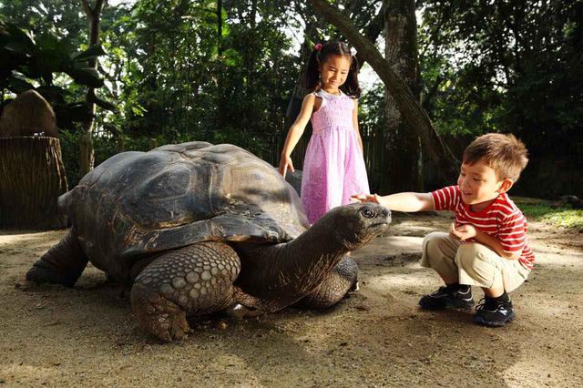 画像: カメやキリン、シロサイなどの動物への餌やり体験もあります Photo:Wildlife Reserves Singapore
