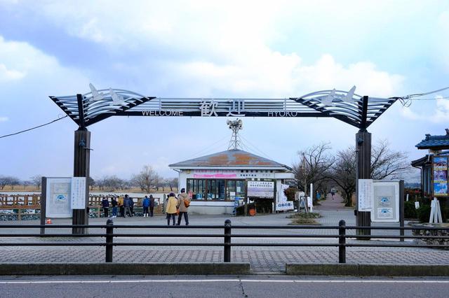 画像: 温泉街へ行く前に、ハクチョウの飛来地である「瓢湖」へ立ち寄ってくれます。みんなこれがお目当てのひとつでもあります。