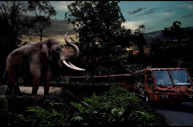 画像: トラムから夜の動物たちを至近距離で観察 Photo:Wildlife Reserves Singapore