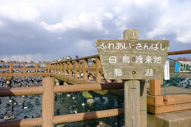 画像: 瓢湖は多い年では1万羽ものハクチョウが飛来する湖です。人口湖ではありますが、渡り鳥たちの安全な寝床で、かつ餌場でもあり、多くの野鳥が羽を休めています。
