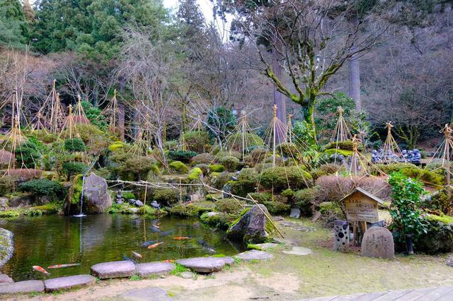 画像: 翌朝、目覚め良く起きられました。これも宿の温泉のおかげでしょうか。空気がきれいな朝の時間に長生館のお庭を散策。今年は雪が少なく、雪つりもちょっと寂しい感じです。しかし池の鯉が鮮やかで、手入れされたとても良いお庭でした。