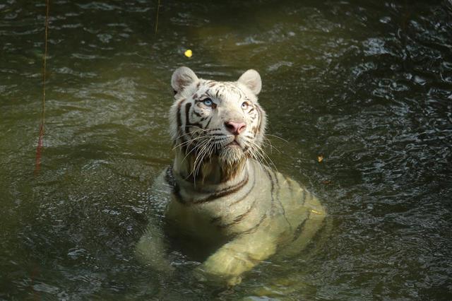 画像: ホワイトタイガーはシンガポール動物園のシンボル的存在 Photo:Wildlife Reserves Singapore