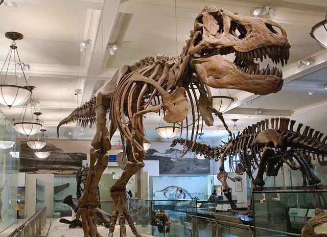 画像: 貴重なティラノサウルスの骨格標本 (c)AMNH/C. Chesek