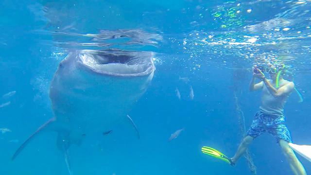 画像: 1.「ジンベエザメとシュノーケリング」大自然の中で生き物と触れ合い、圧倒される