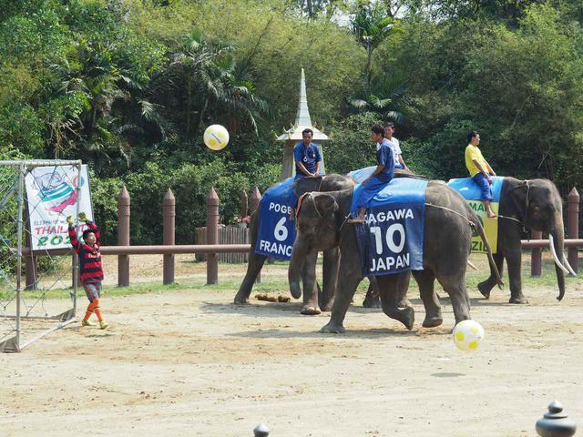 画像4: 10:30 「サンプラーン象園」で、象に乗ってジャングルを探検(所要時間2時間)
