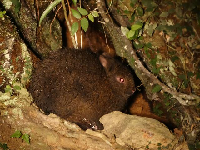 画像2: ナイトツアーで森の動物たちと出会う