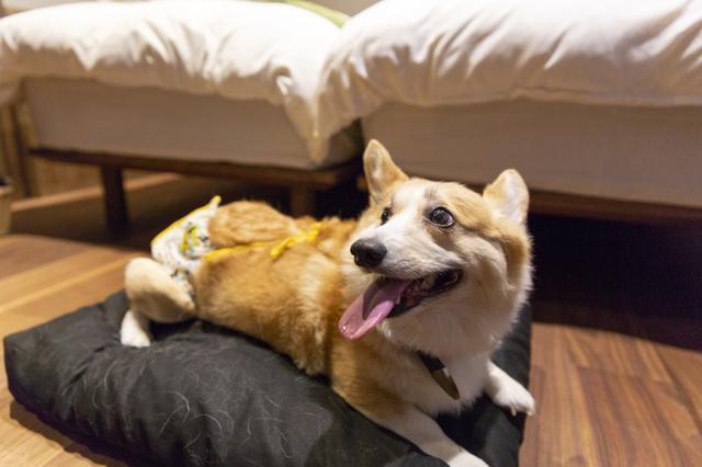 画像5: 【京囲炉裏宿 染 SEN 七条平安 ドッグフレンドリー】憧れの京都滞在も愛犬と一緒に