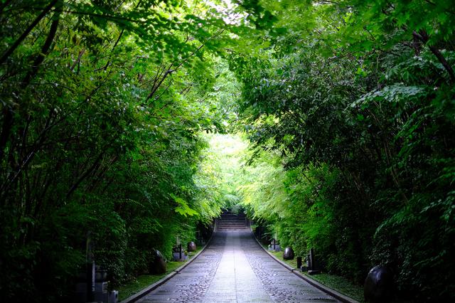 画像: 雨がそぼ降る中、参道は光り輝く緑色で溢れていました。