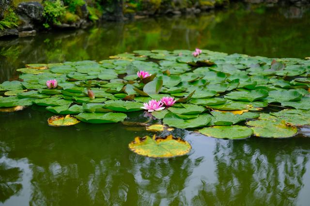 画像: 残念ながら雨の散策となってしまいましたが、手入れが行き届いており美しい庭でした。この日は蓮の花が咲き始めていて、雨も良く似合いました。