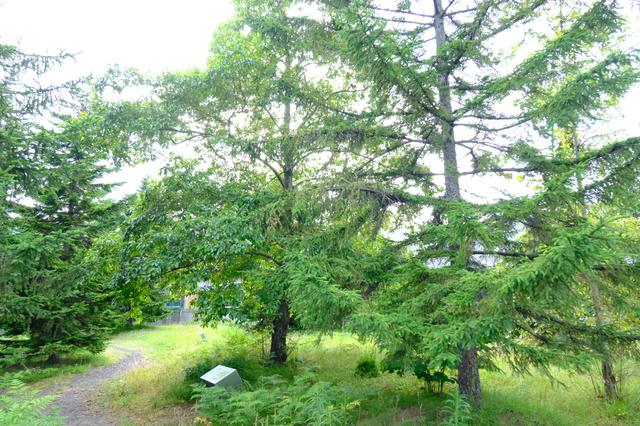 画像: ミュージアム野外スペースでは、富沢遺跡で見つかった植物を復元、育成させた「氷河期の森」があり、実際に歩くことができます。2万年前は現在よりも気温が7~8度低かったため、植えられた植物は寒い地域の植生であることも注目点です。