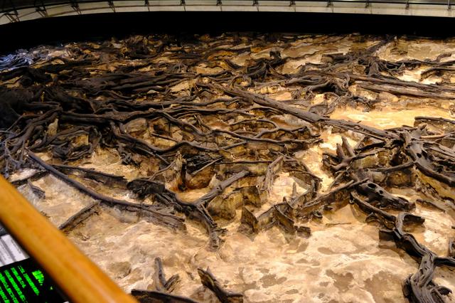 画像: ここ富沢には現在は絶滅した針葉樹の森が広がり、そこには鹿や昆虫がいた形跡がありました。湿原だったために水の下に沈んでいて腐ることなく発掘されるに至りました。