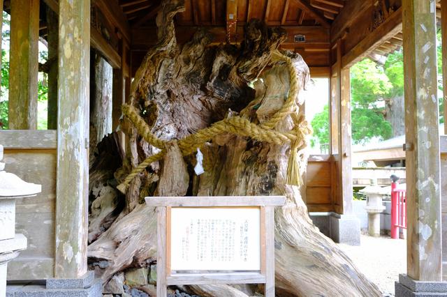 画像: 西方寺には縁結びスポットもあります。「連理のけやき」は2本のけやきの木が癒着結合した巨木の幹です。安徳天皇の遺品が埋葬された塚に植えられているご神木です。ここの絵馬掛けには沢山の願いが供えられています。