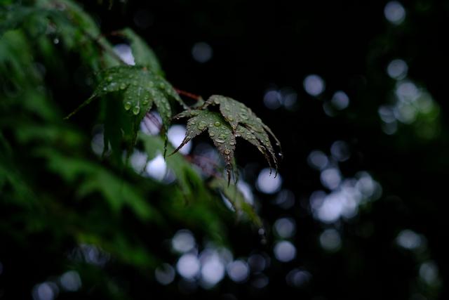 画像: 残念ながら雨が強くなってきてしまったので短めの滞在で終了。ゆーっくり散策すれば色んな草木や風景の発見がありそうです。もみじの木も多く、秋の紅葉時期も素晴らしい風景を期待できそうです。