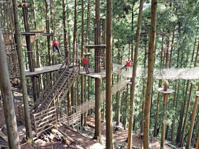 画像1: 『フォレストアドベンチャー・祖谷』でエキサイティングな樹上体験を