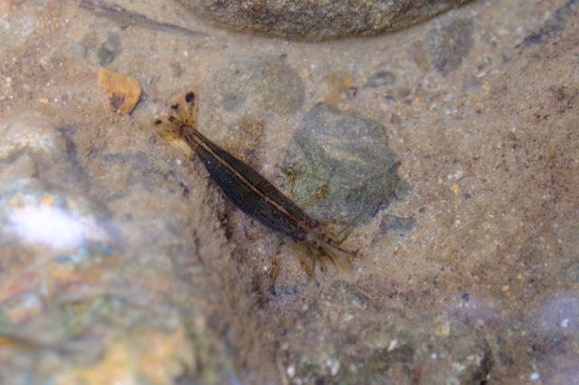 画像: 水質が良く小魚や海老もいます。この日は水量が多く進めなかったのですが、沢を上っていくと滝もあるそうです。