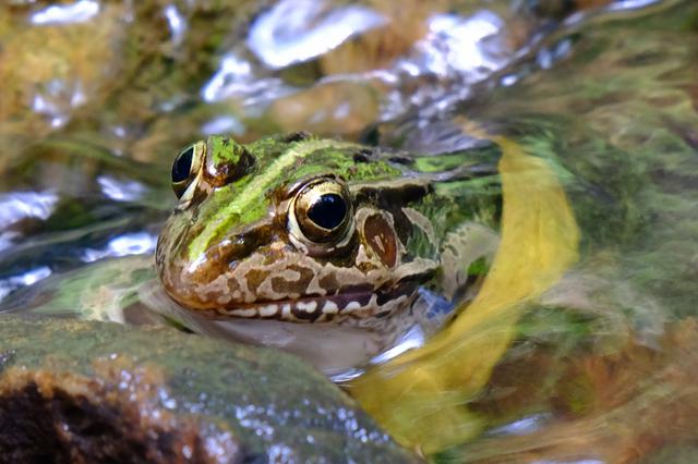 画像: これはトノサマガエルでしょうか?つやつやできれいなカエルです。