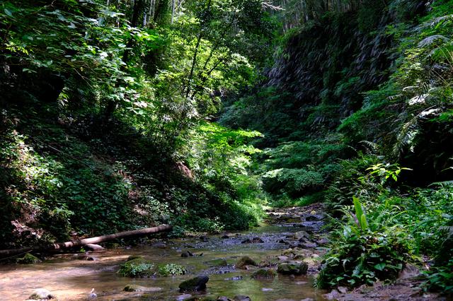 画像: 涼しい風が吹く洞窟でアクティブな体験と生物・植物観察を楽しみました。