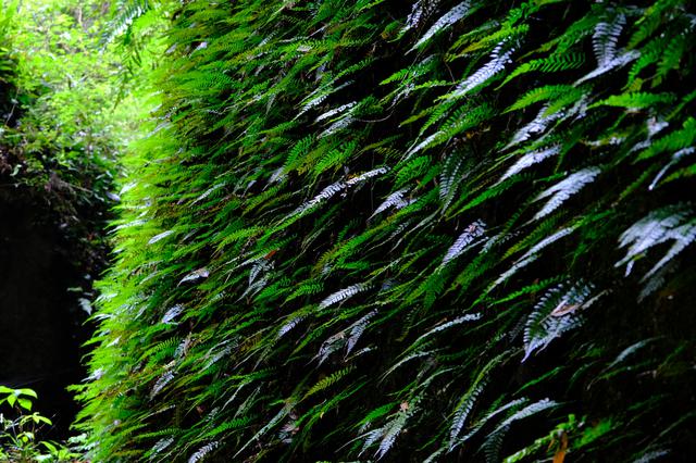 画像: 40種類以上のシダが一か所に生息するという、大変珍しい群生地です。