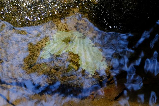 画像: 沢の中に貝の化石も見つけられました。ここが海の底であったことが良くわかりますね。