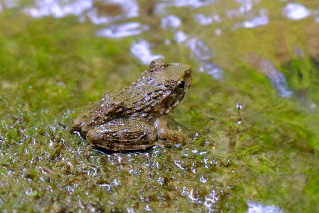 画像: 沢山の生物も生息しています。この日は残念ながらあまり見られませんでしたが、ツチガエルに出会いました。ガイドさん、こんなに同系色なのに見つけてくれました。