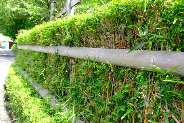 画像: 武士の家にのみ植えることを許されたといわれる「土用竹(蓬莱竹)」。弓矢の矢を作れるような硬くて細い竹です。この竹垣は武家屋敷周辺の生垣にもあり、安芸を象徴する風景のひとつともなっています。