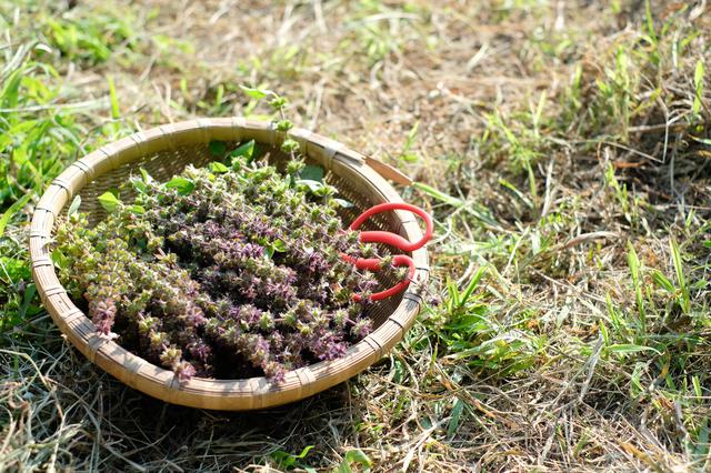 画像4: 山の麓で、ホーリーバジルの花摘みを体験