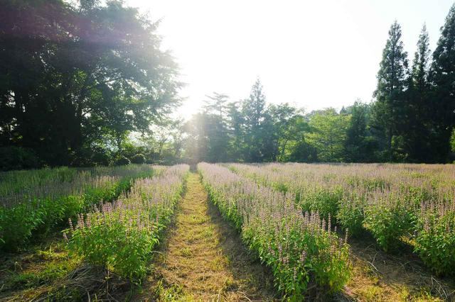 画像3: 山の麓で、ホーリーバジルの花摘みを体験