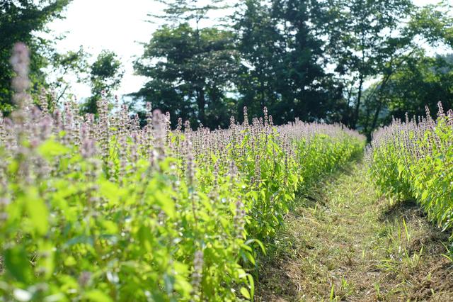 画像5: 山の麓で、ホーリーバジルの花摘みを体験