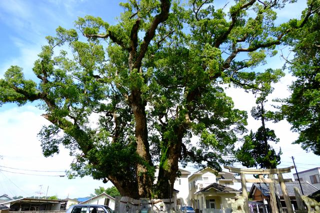 画像: 写真に収まりきらないほどの大きなくす。樹齢は800年と言われる神社のご神木です。