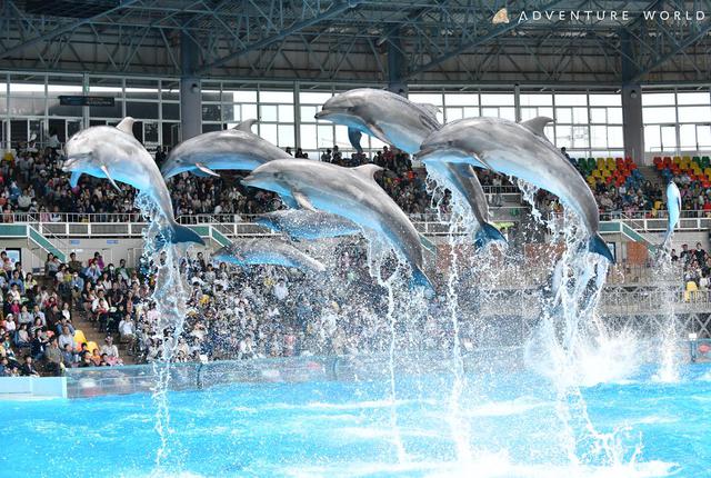 画像5: 【南紀白浜】絶景と白い砂浜のビーチリゾート。動物とのふれあいも