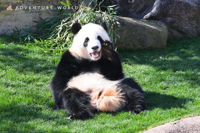 画像4: 【南紀白浜】絶景と白い砂浜のビーチリゾート。動物とのふれあいも