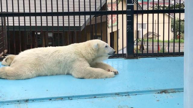 画像2: 北海道で2番目に古い「おびひろ動物園」の今