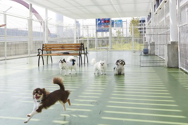 画像2: 羽田空港雑学File 3 早朝から最終便まで、大切なペットを預かるペットホテルがあります