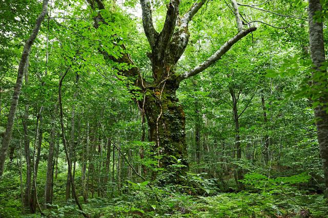 画像: 「主」と呼ばれる400年ブナ