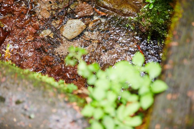 画像2: こんこんと湧き出る水は、日本有数のおいしい水