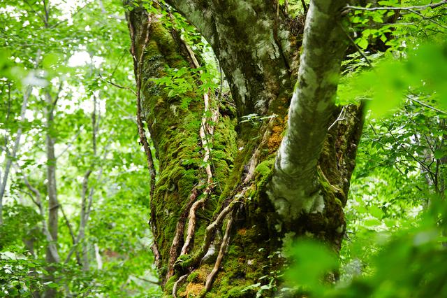 画像1: 世界自然遺産、白神山地の森に癒される。秋田の自然をめぐる旅 -県北・藤里編-