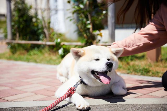 画像2: 新鮮な海の幸から秋田犬のふれあいまで楽しめる「道の駅おが オガーレ」