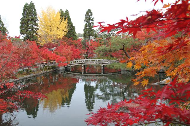 画像: 古今集にも詠まれた「もみじの永観堂」で多彩な紅葉と対峙