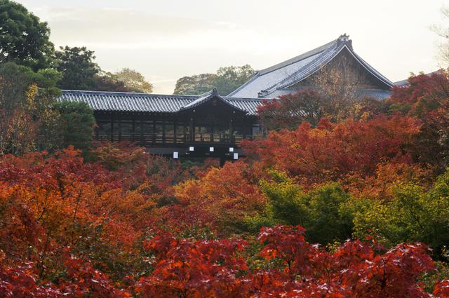 画像: 東福寺で紅に染まる圧巻の渓谷美に息をのむ