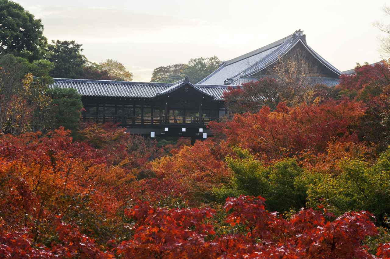 画像: 東福寺で紅に染まる圧巻の渓谷美に息をのむ
