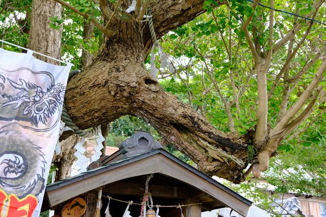 画像: 龍神様の形が現れたと言われるご神木は、木の枝と節が龍のように見えます。これを撮影して携帯の待ち受け画面にする人も多いそう。